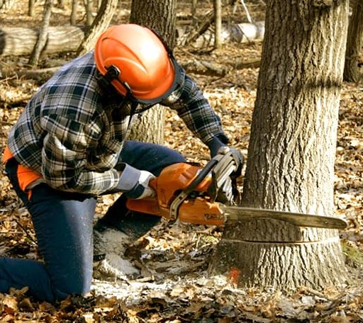 Tree Removal in Tawas City, MI